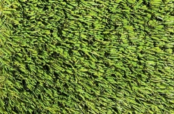 bermuda_pine_green