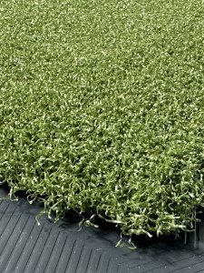 tips_ny_tee_line_335sg_color_301_turf_green_2