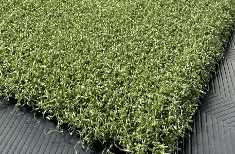 tips_ny_tee_line_335sg_color_301_turf_green_2_1872510314