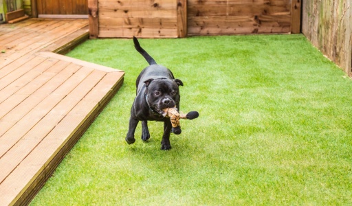 k9-park